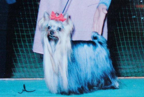 齋藤ブリーダーの画像