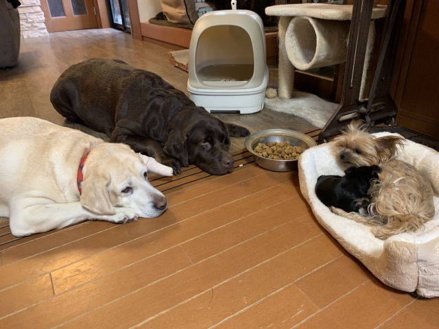 橋本ブリーダーの画像