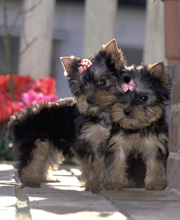 ゴールデンレトリーバーの子犬